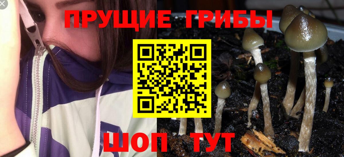 Псилоцибиновые грибы мухоморы  Псилоцибиновые грибы GOLDEN TEACHER  Зеленогорск  Вход с VPN 