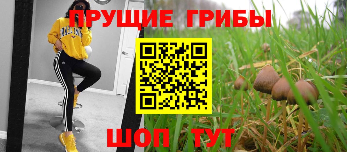 Псилоцибиновые грибы Psilocybine cubensis Зеленогорск